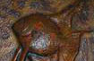 Angel Fish, copper relief, 4' x 4'